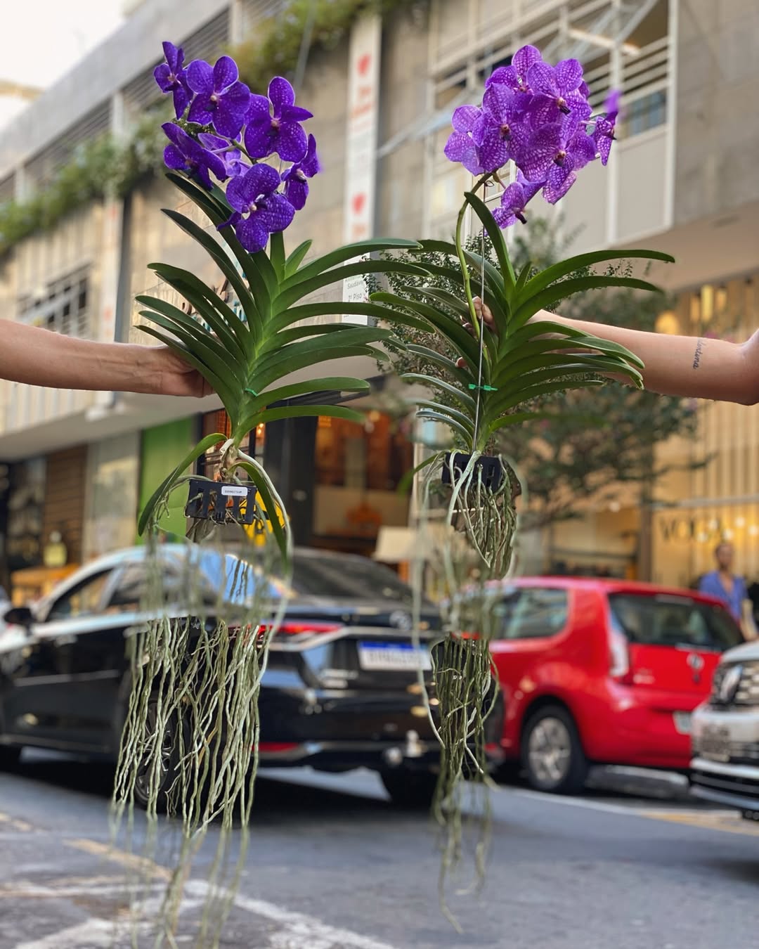 Orquídeas para Presente: Beleza e Significado em um Presente Especial