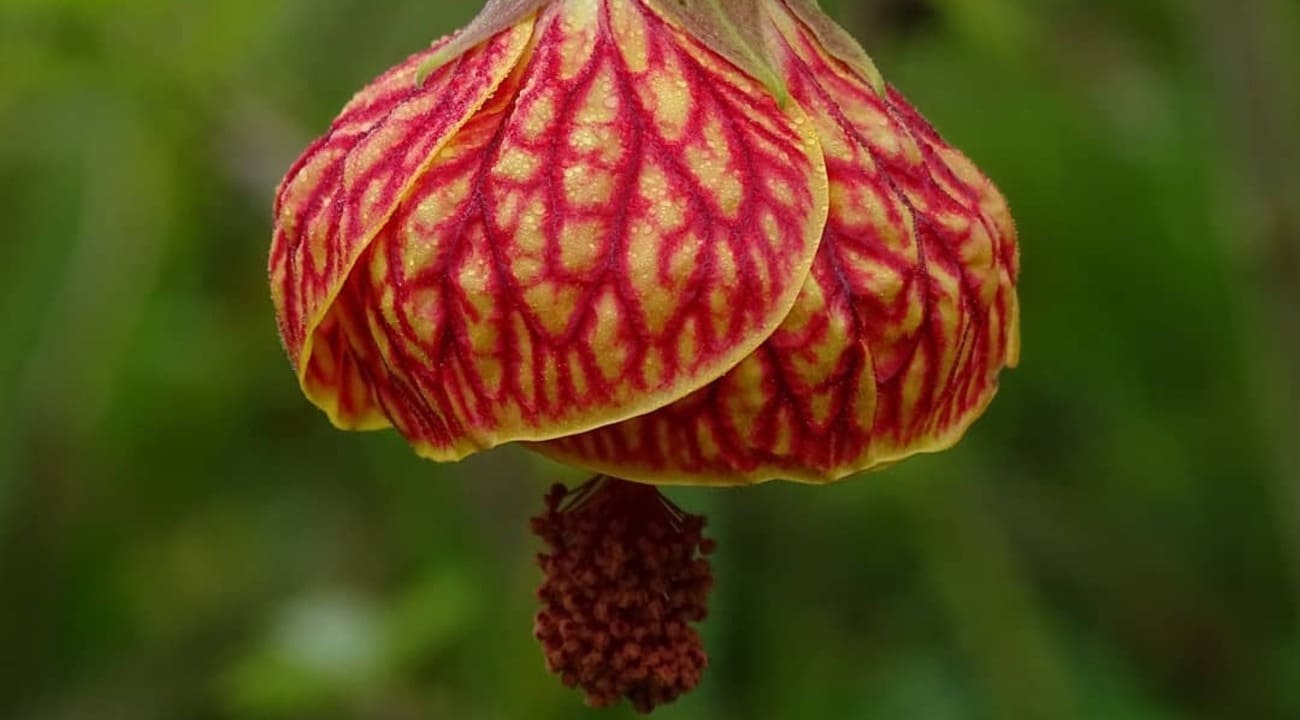 Callianthe striata