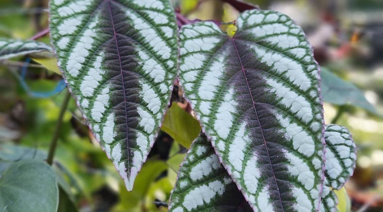 Cissus javana