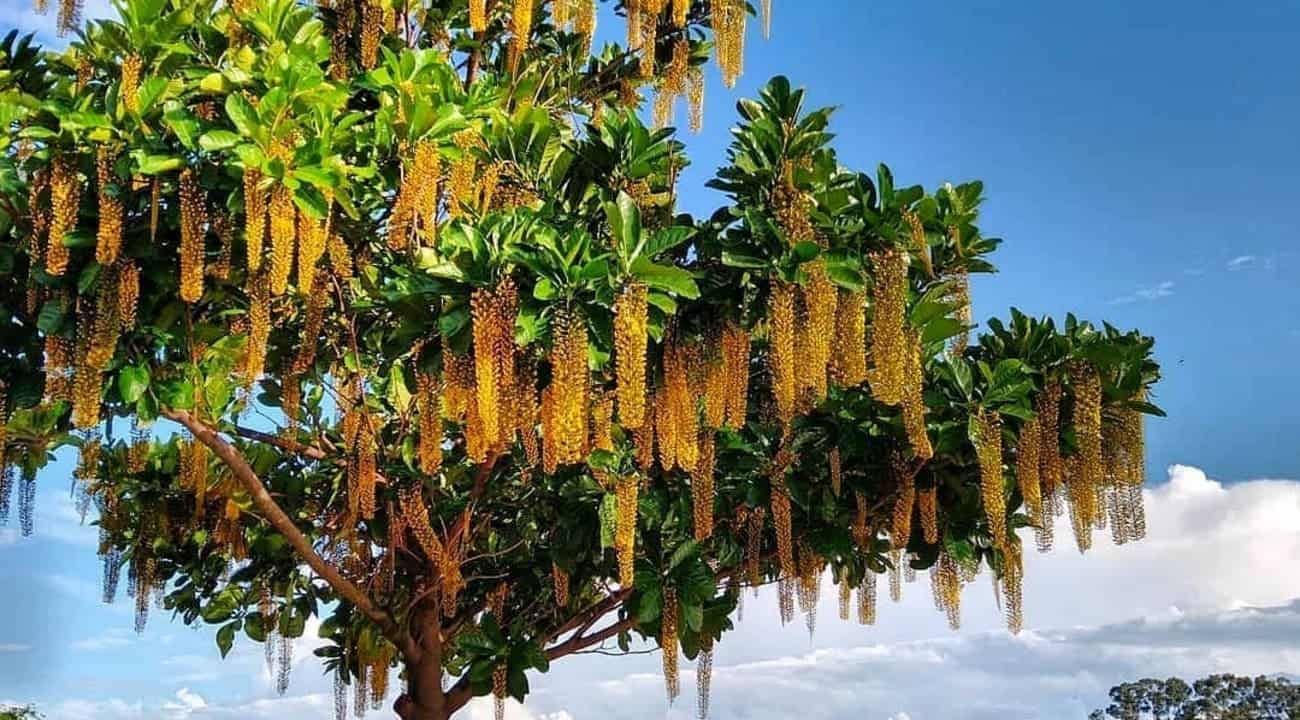 Lofantera-da-amazônia: a árvore de cachos dourados que conquista jardins pelo Brasil