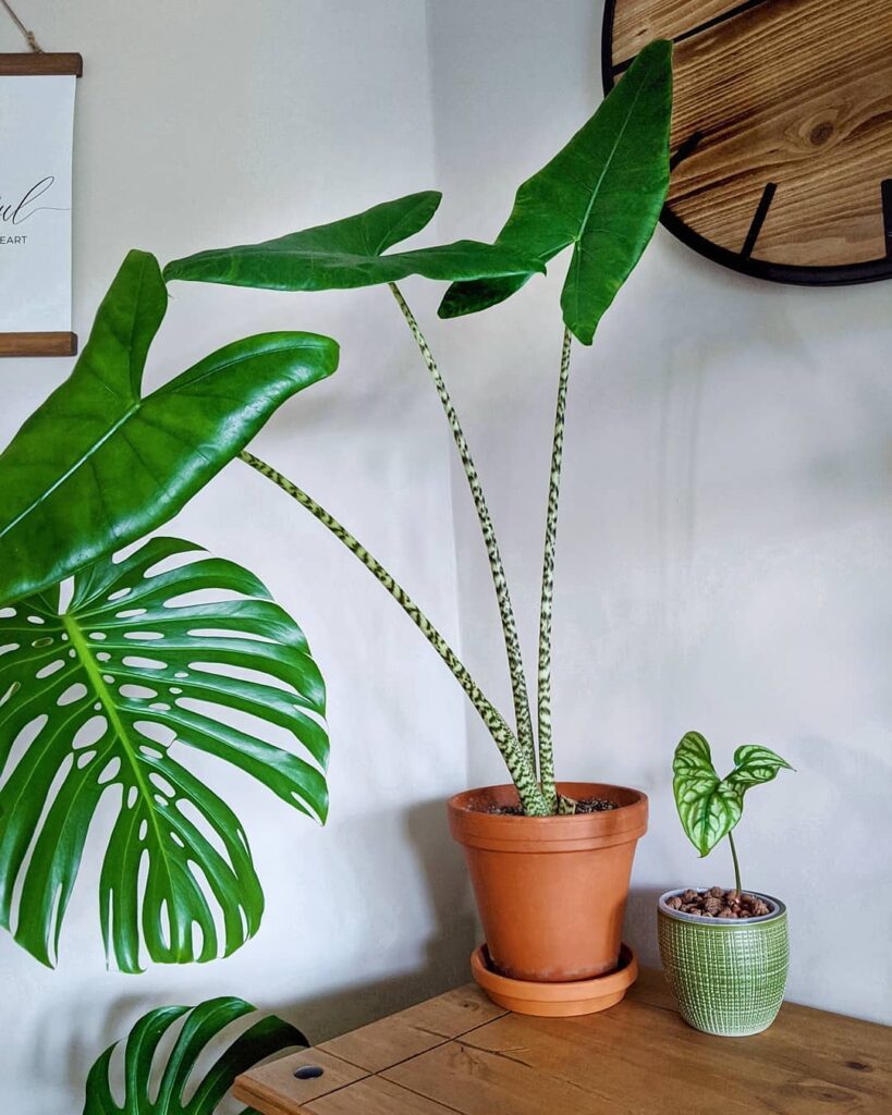 Alocasia Zebrina: A Planta Tropical Que Conquista Pelo Charme e Facilidade de Cultivo