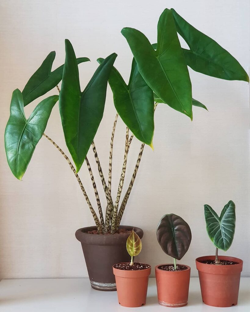 Alocasia Zebrina: A Planta Tropical Que Conquista Pelo Charme e Facilidade de Cultivo