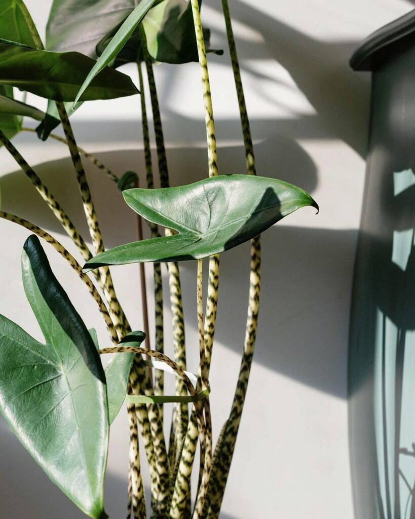 Alocasia Zebrina: A Planta Tropical Que Conquista Pelo Charme e Facilidade de Cultivo