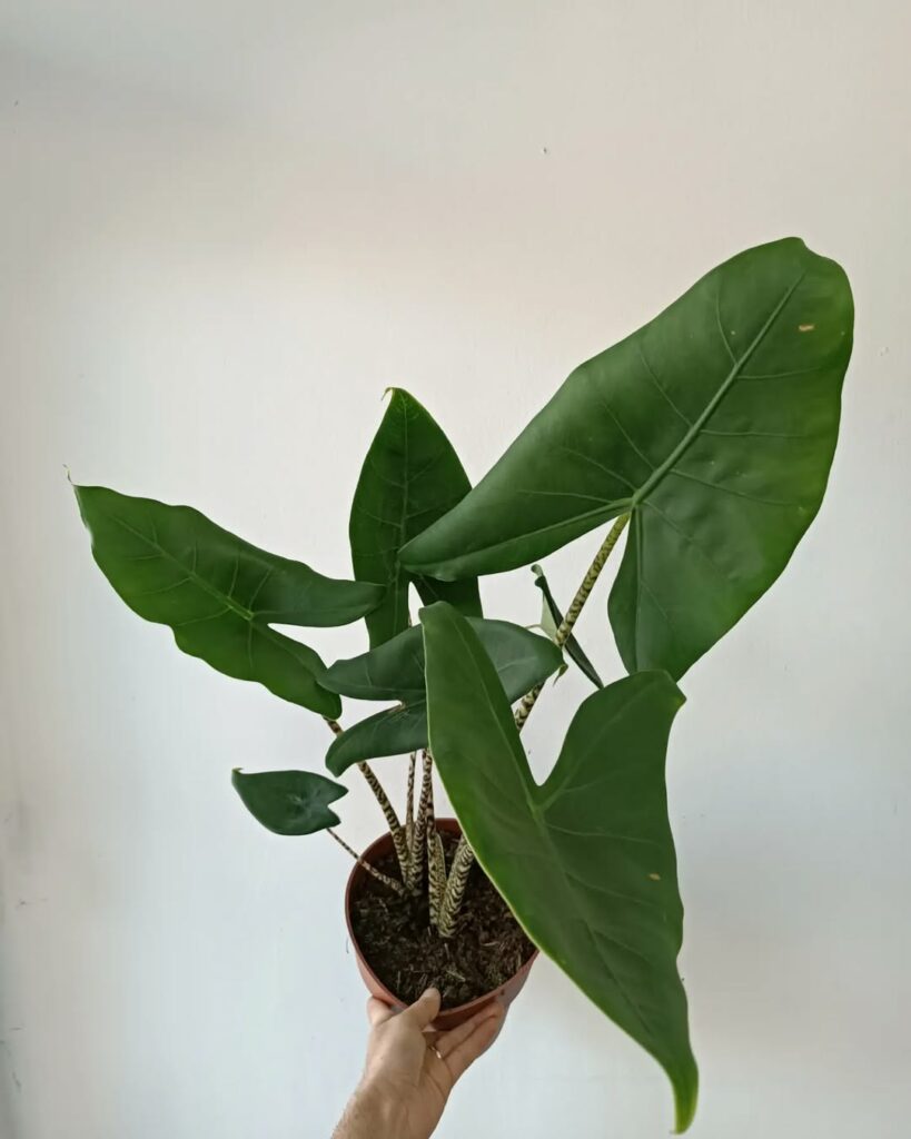 Alocasia Zebrina: A Planta Tropical Que Conquista Pelo Charme e Facilidade de Cultivo