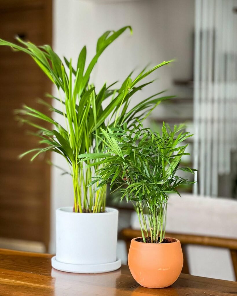 Plantas seguras para gatos: como manter um ambiente verde sem riscos para os felinos