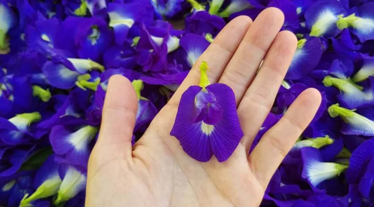 clitoria