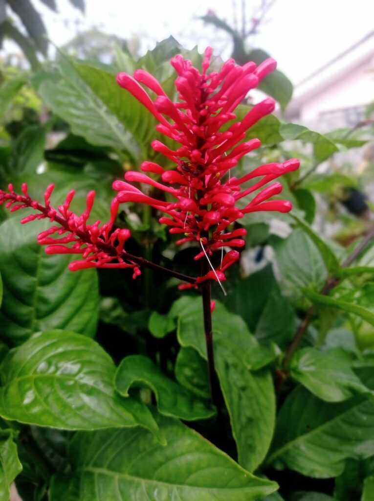 Plantas para Jardim que Se Destacam pela Cor de Suas Flores.