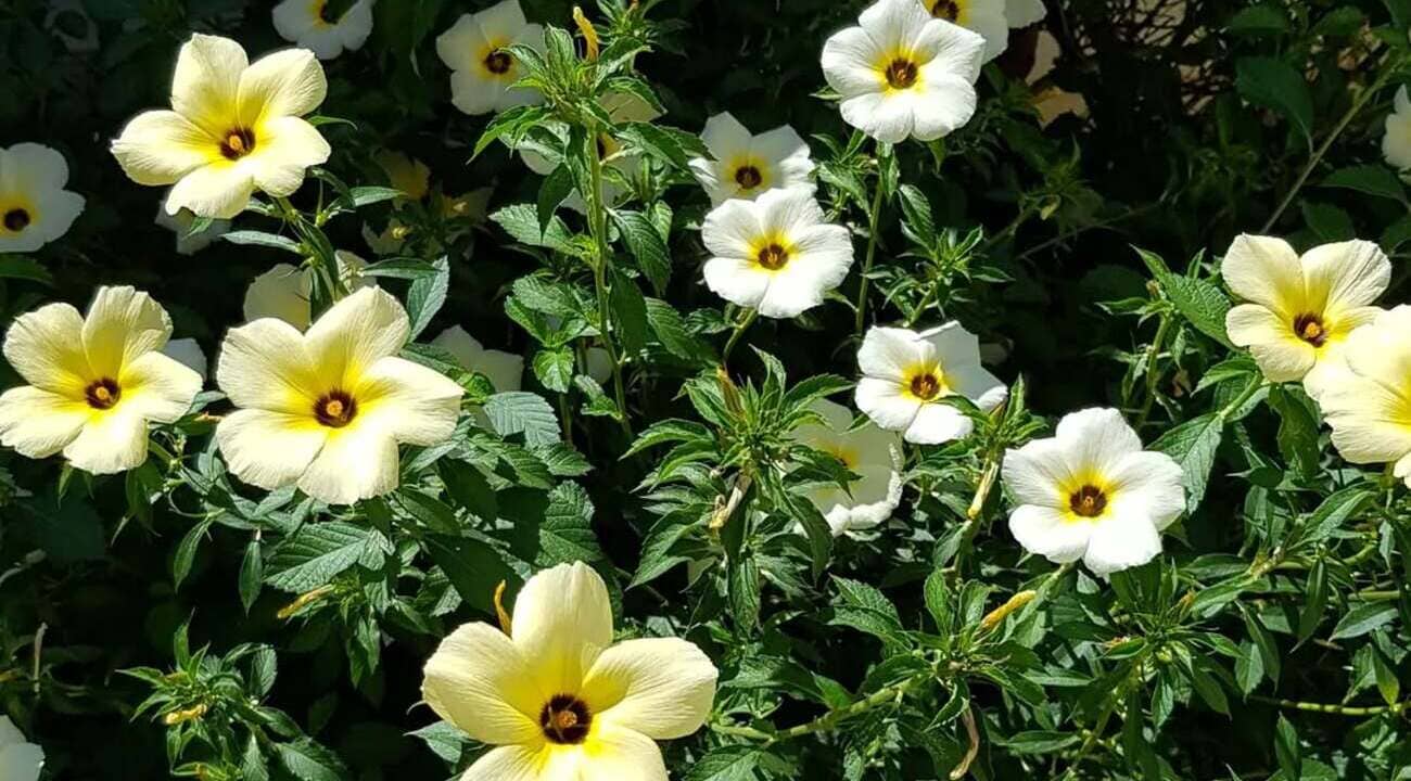 flor guaruja