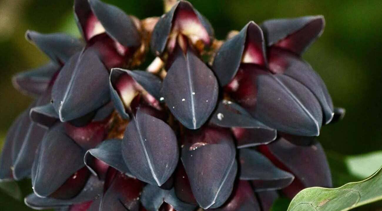 jade negra