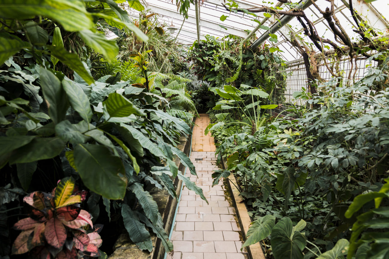 jardim tropical