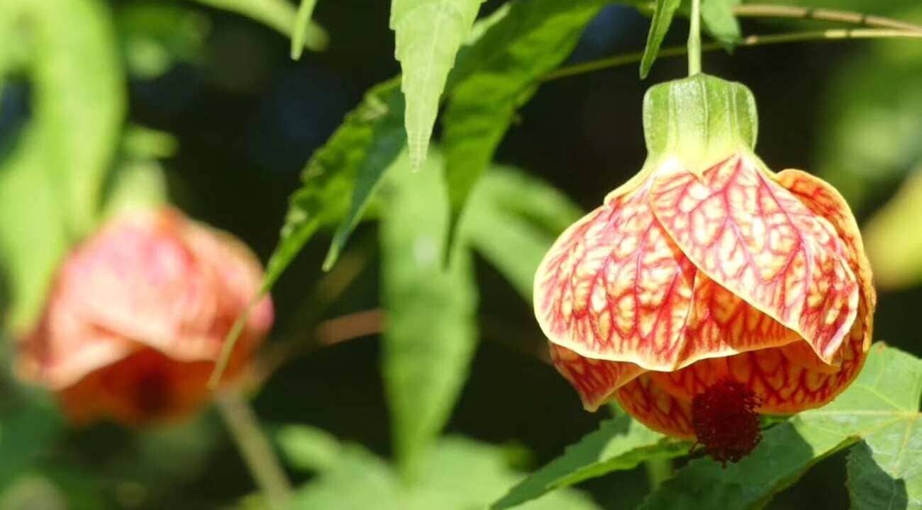 lanterinha chinesa