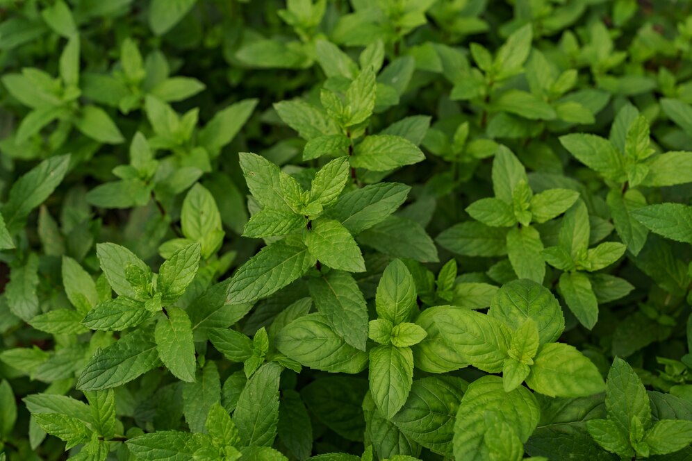 Ervas frescas que você pode cultivar na água! Sem terra, sem problema!