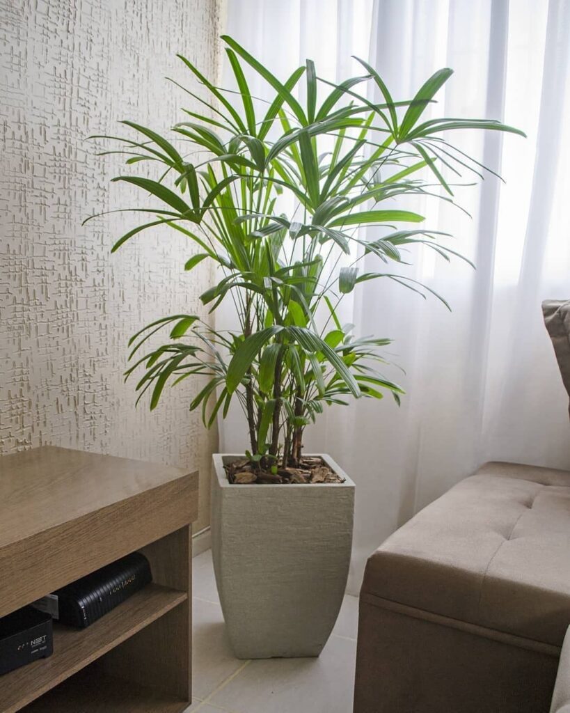 Saiba onde colocar a Palmeira Rafis, segundo o Feng Shui
