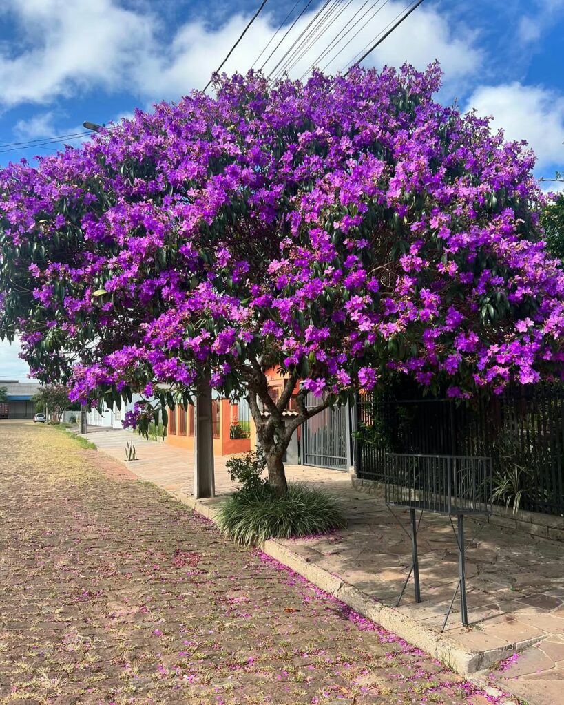 Plantei e já tenho sombra: as 6 árvores que crescem rápido e não destroem a calçada