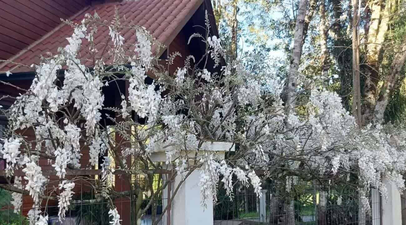 trepadeiras fachada