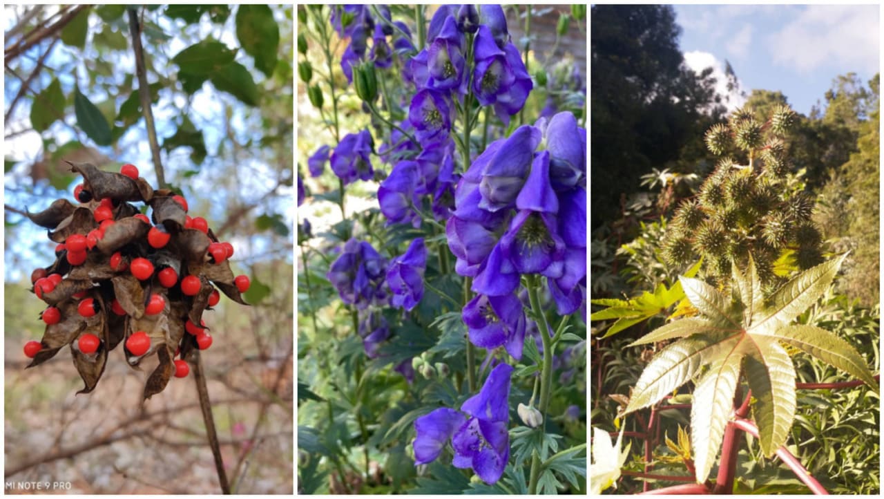 As 5 Plantas Mais Perigosas da Natureza