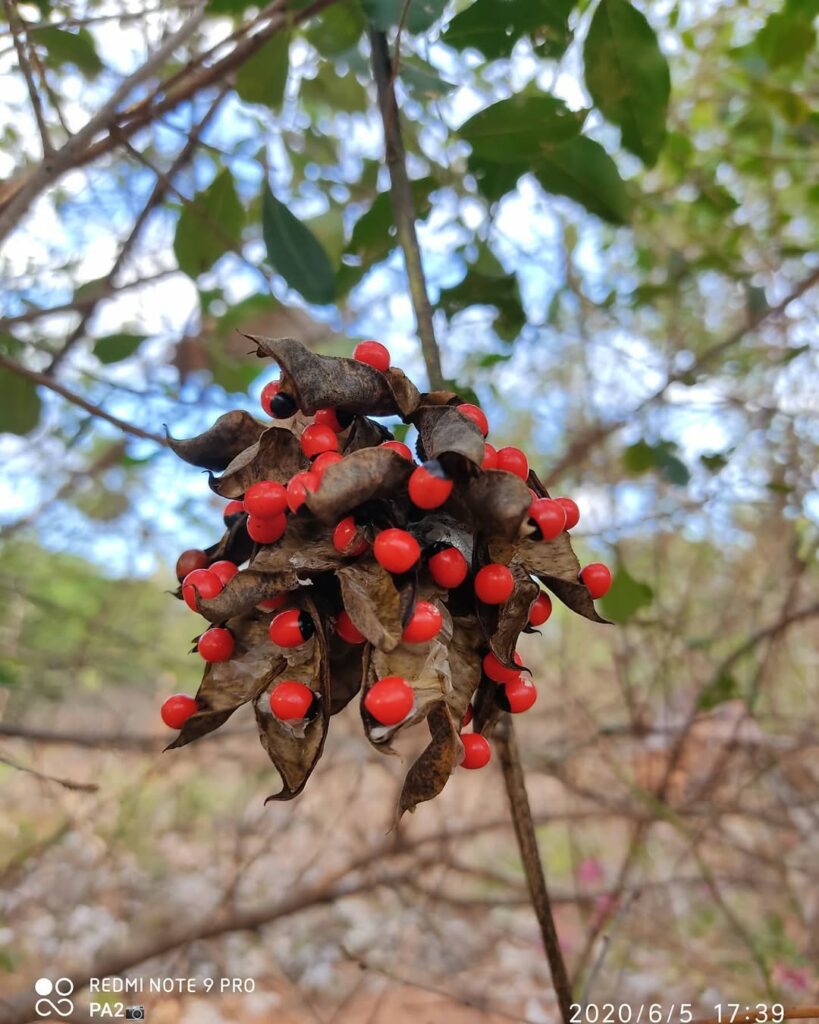 As 5 Plantas Mais Perigosas da Natureza