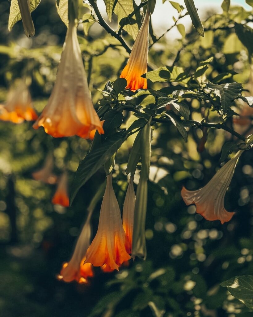 As 5 Plantas Mais Perigosas da Natureza