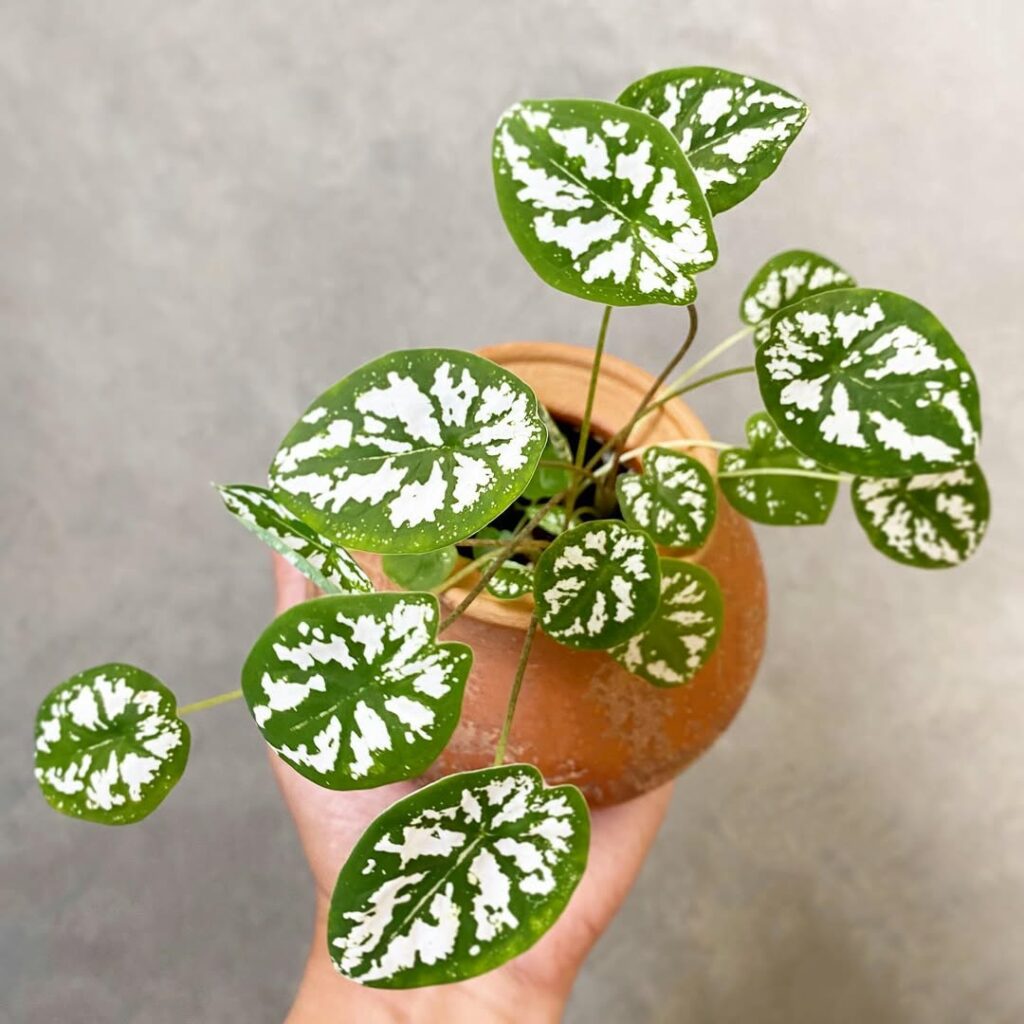 4 Plantas para Vasos Pequenos: Beleza e Praticidade ao Seu Alcance