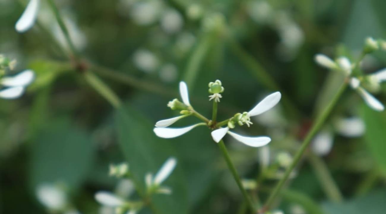 Euphorbia graminea