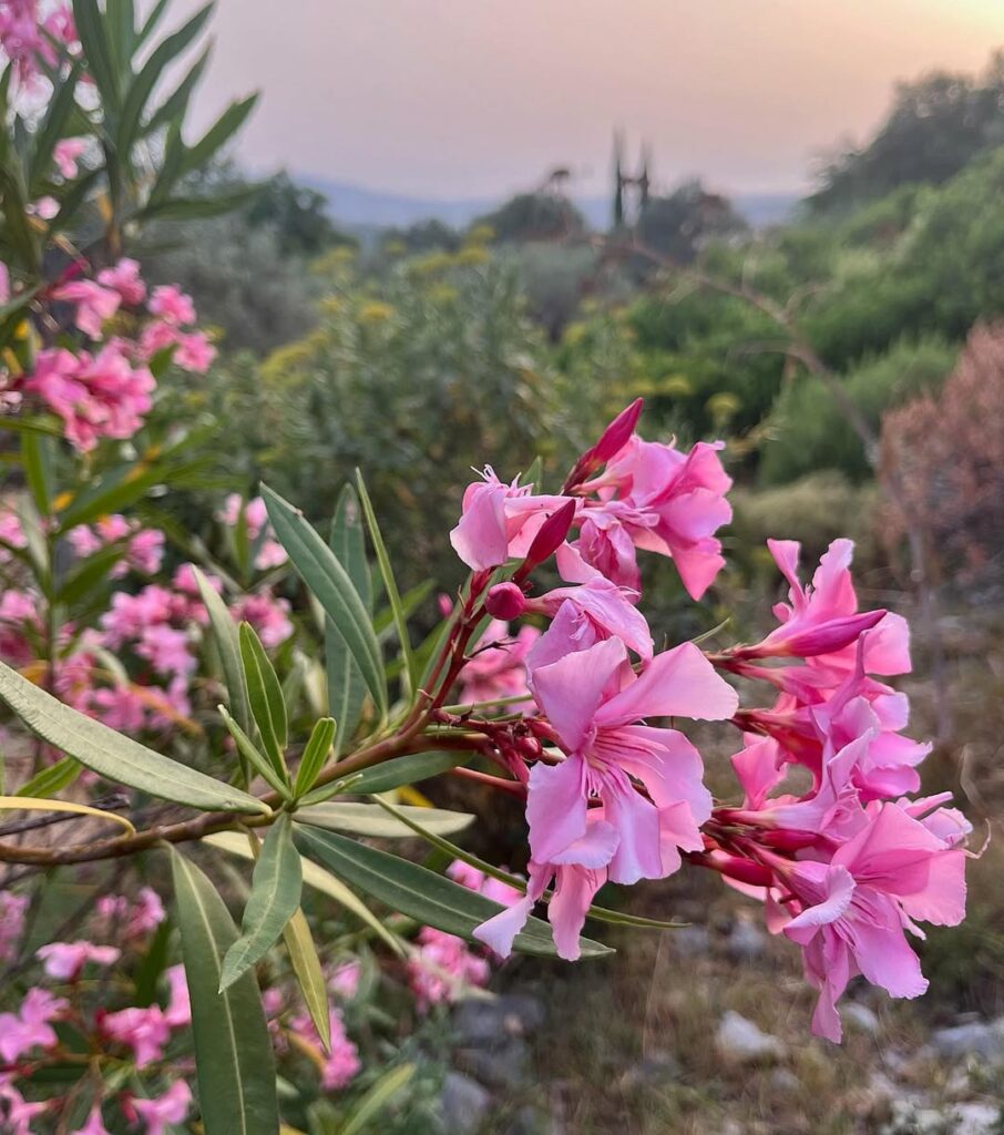 As 5 Plantas Mais Perigosas da Natureza