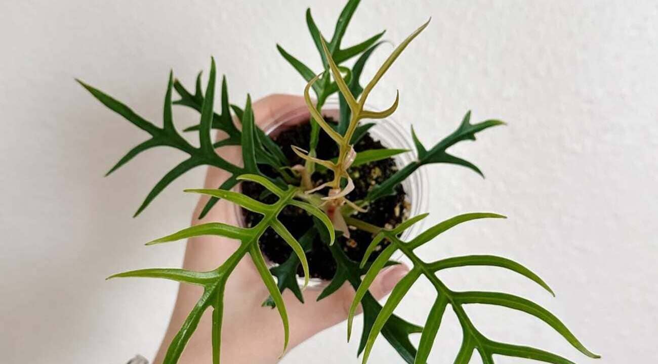 Philodendron tortum: como cultivar a exótica planta ornamental que lembra uma samambaia tropical