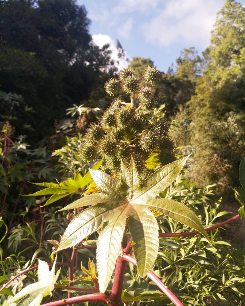As 5 Plantas Mais Perigosas da Natureza