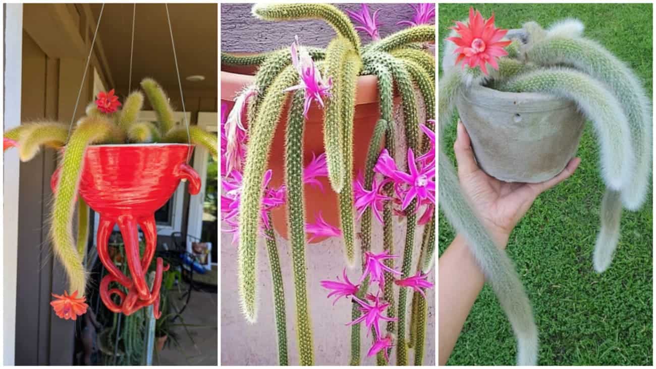 cactos rabo