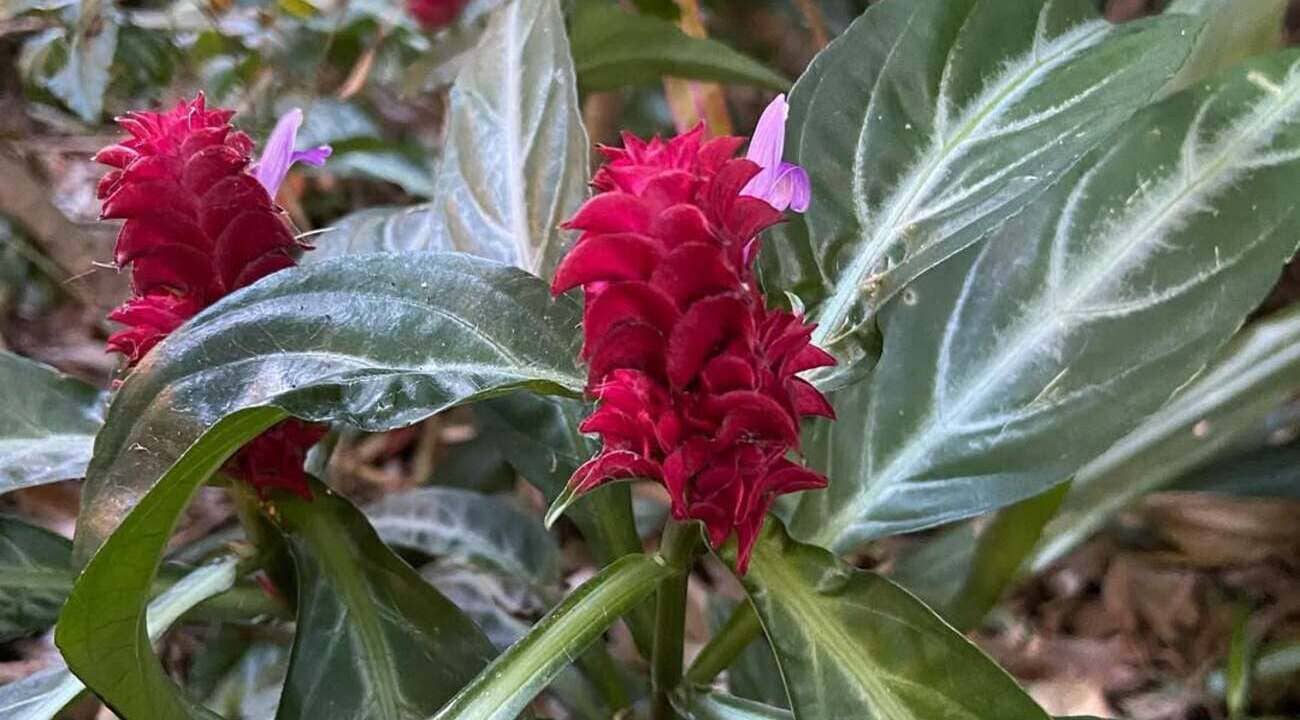 camarão rosa