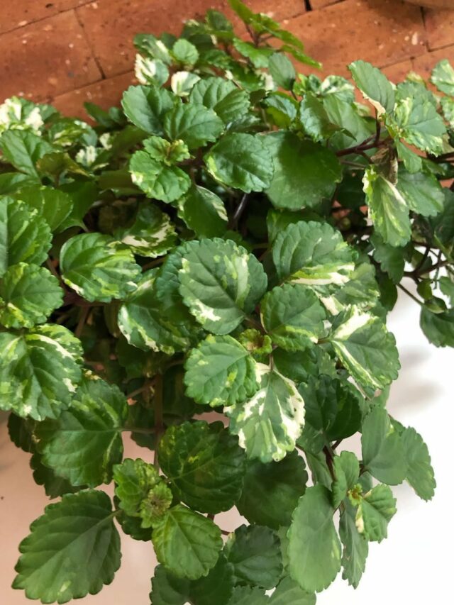 cropped-dolar-variegata-2.jpg