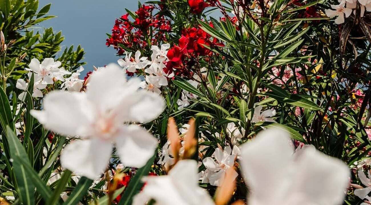 Jamais cheire essa flor! Ela pode te matar em segundos. Saiba qual!