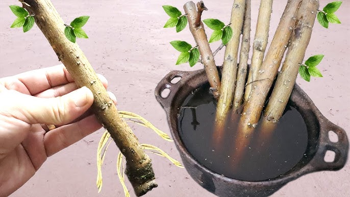 Como fazer muda de jabuticaba: técnicas certeiras para multiplicar essa árvore tipicamente brasileira