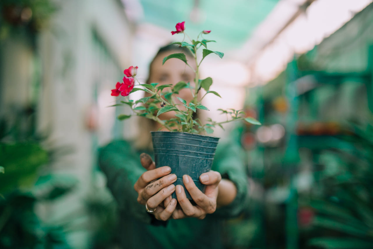 Frio? Elas agradecem! Veja plantas que crescem melhor quando a temperatura cai