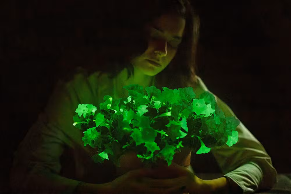 Plantas que brilham no escuro: a inovação que está transformando a jardinagem