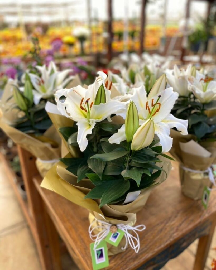 Flores brancas que encantam: conheça as espécies perfeitas para presentear
