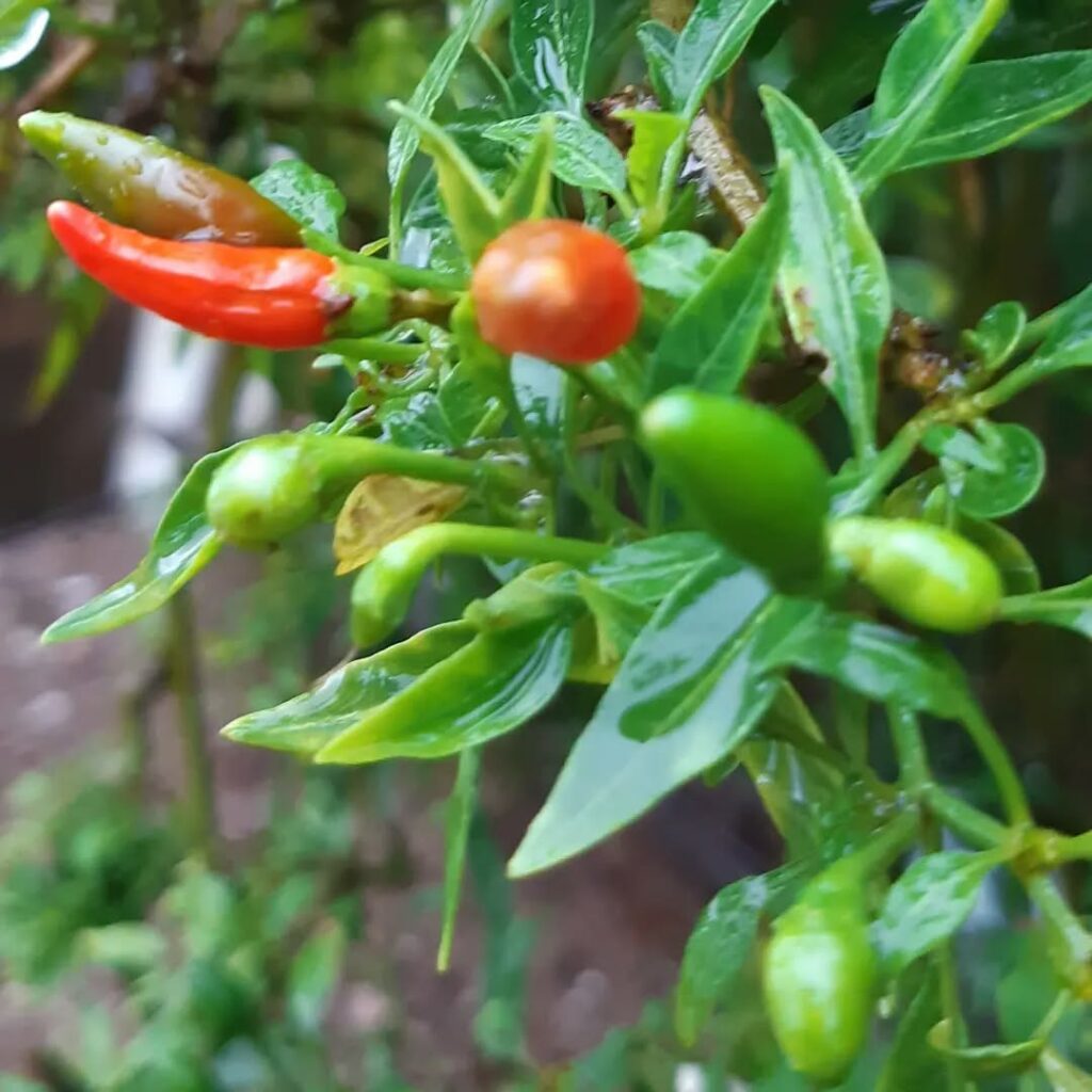 Pimenta-malagueta em casa: dicas essenciais para cultivar essa especiaria irresistível