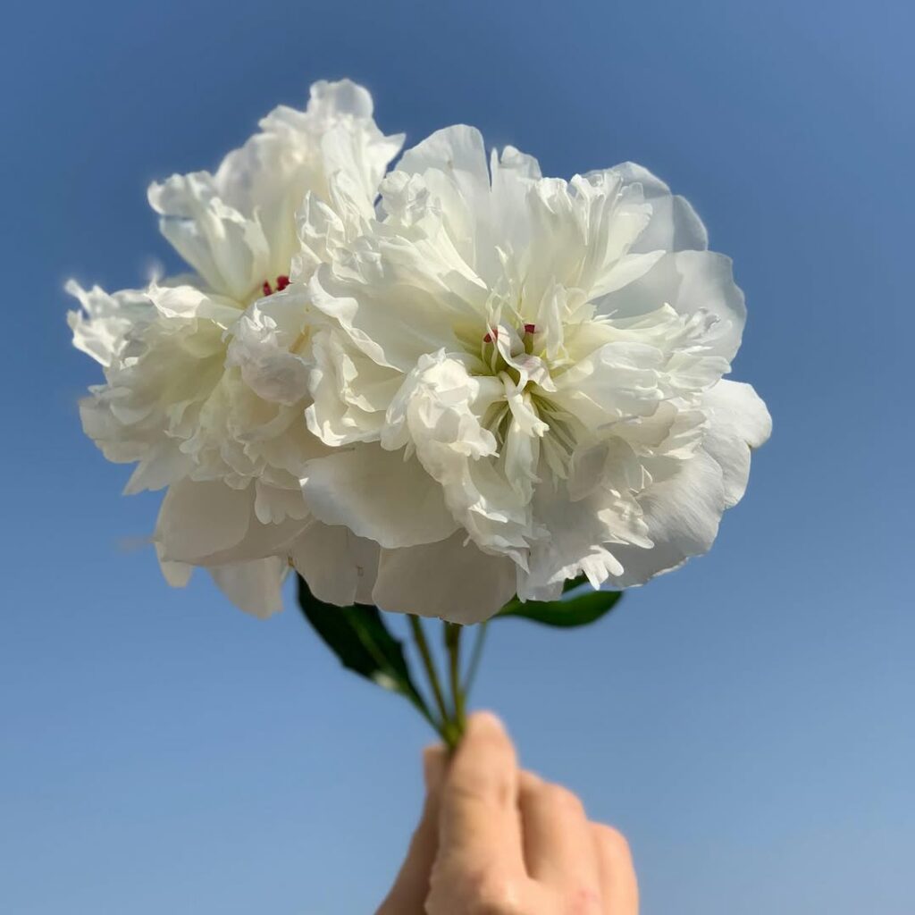 Flores brancas que encantam: conheça as espécies perfeitas para presentear