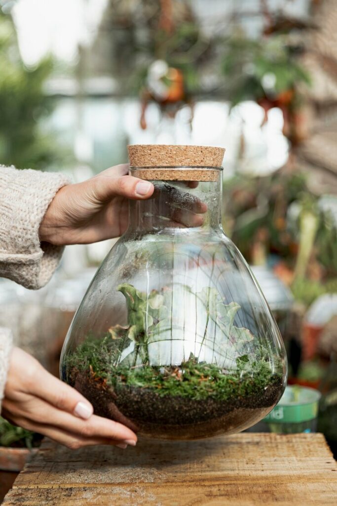 Plantas para terrário fechado: espécies que criam pequenos mundos verdes dentro de casa