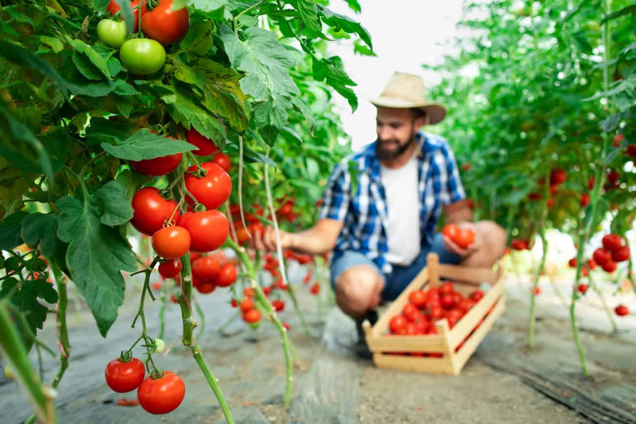 Como plantar tomates em casa: guia prático para cultivo fácil e saboroso