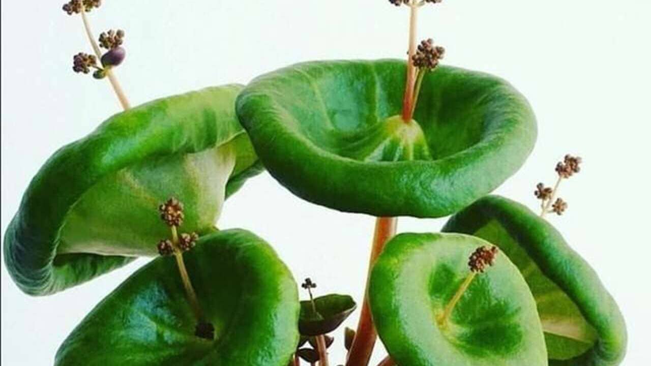 crassula umbella