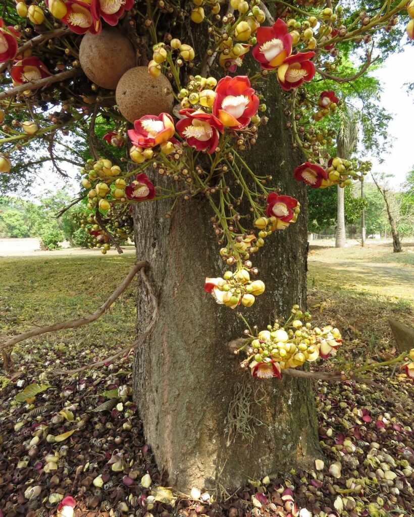 Abricó-de-macaco: a árvore sagrada de flores exóticas e frutos curiosos