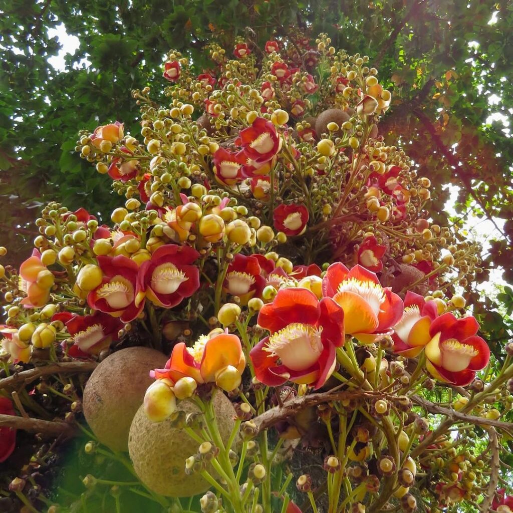 Abricó-de-macaco: a árvore sagrada de flores exóticas e frutos curiosos
