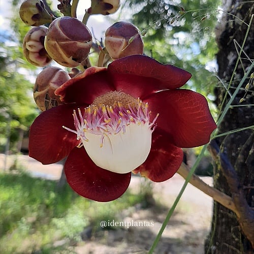 Abricó-de-macaco: a árvore sagrada de flores exóticas e frutos curiosos