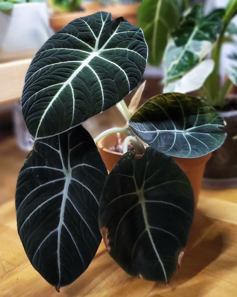 Três Alocasias de tirar o fôlego para cultivar dentro de casa