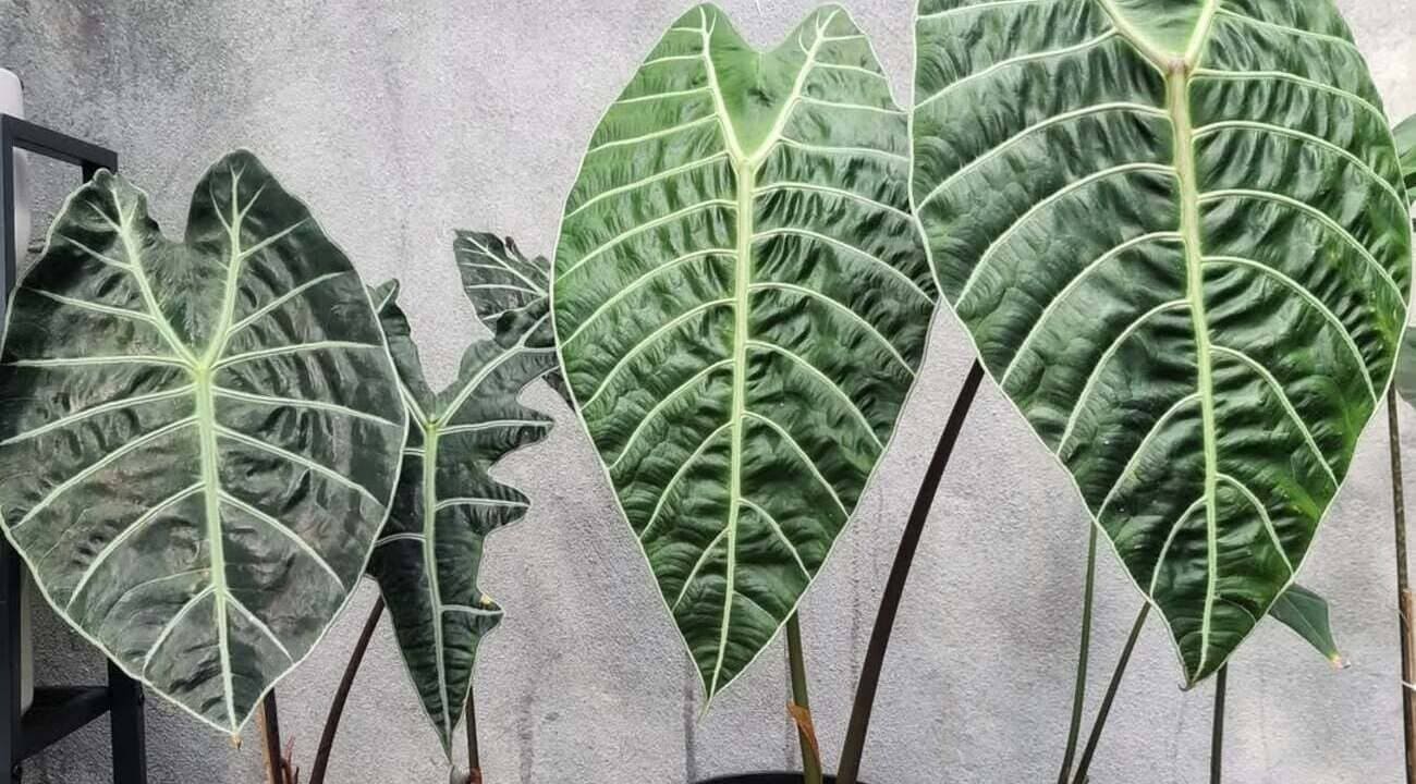 alocasias