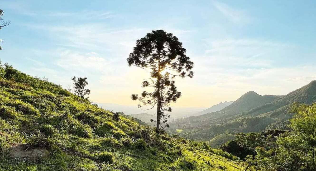 Por que plantar uma araucária sozinha pode condená-la a nunca dar pinhão