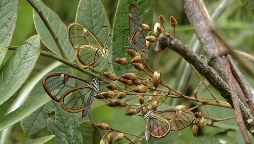 Borboletas raras encantam o Jardim Botânico de Curitiba