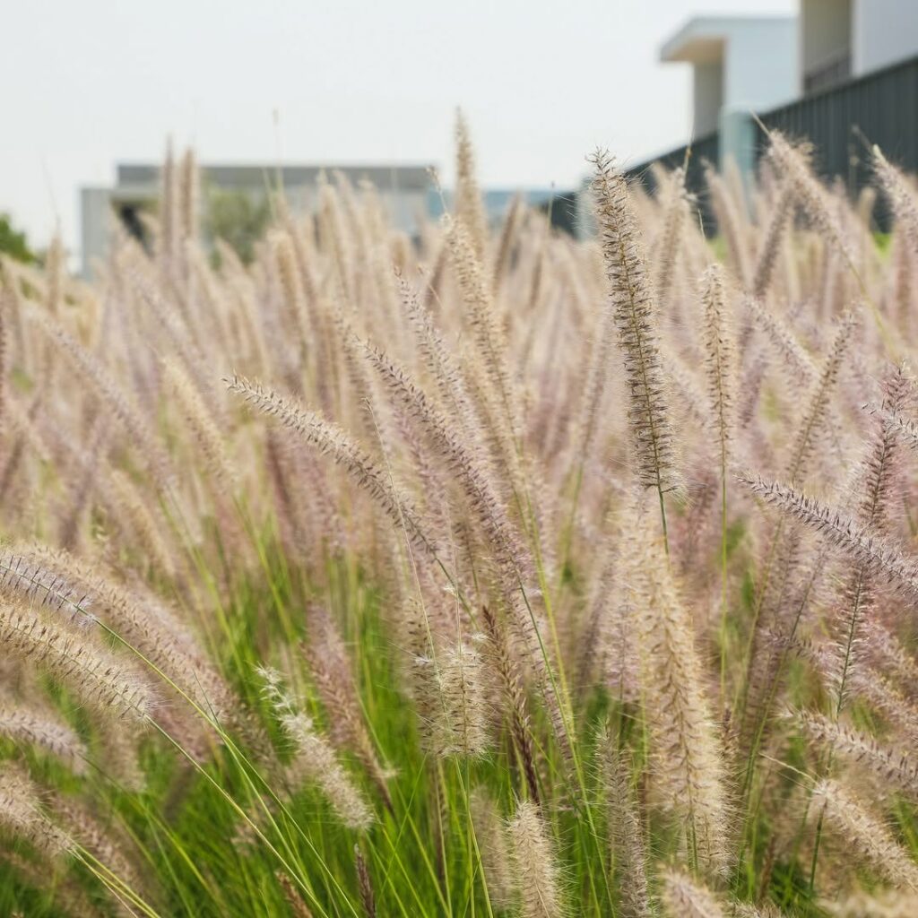 Capim-do-Texas: a leveza ornamental que transforma jardins com movimento e cor