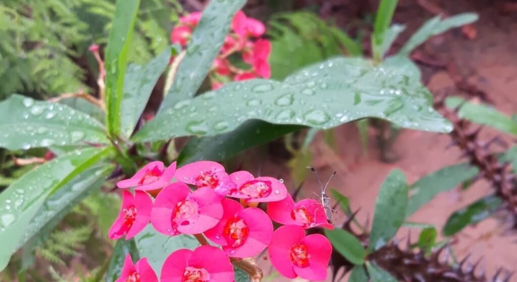 Buganvília e outras flores raras escondem espinhos afiados sob pétalas vibrantes: entenda a defesa natural e veja como cultivar em casa