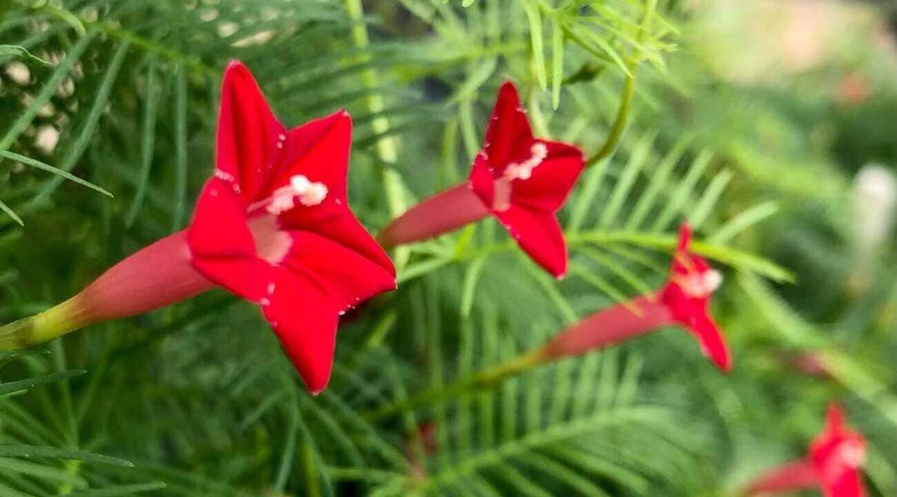 Ipomoea quamoclit
